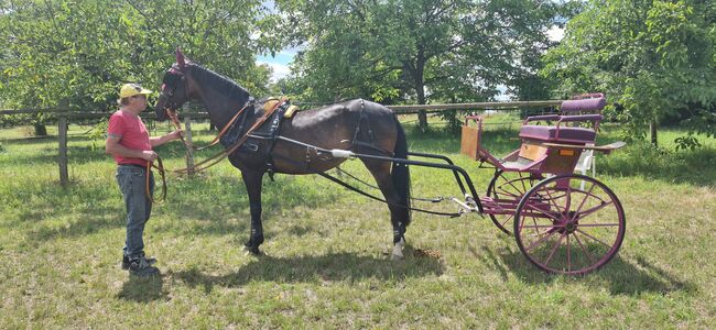 Verkaufe gepflegten großen Gig Sulky Kutsche für Pferde, Urmeli Urmel, Carriages, Ostelsheim, Image 8