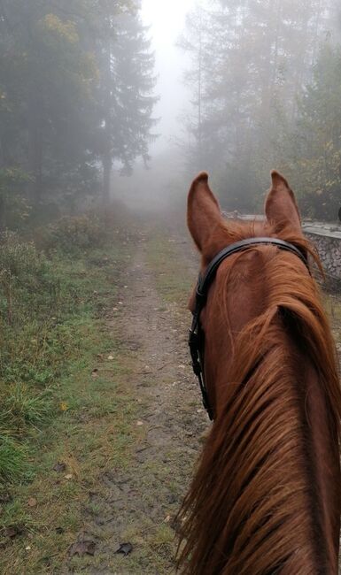 Verkaufe Tolle KWPN Stute, Lucky, Horses For Sale, Windischgarsten, Image 4