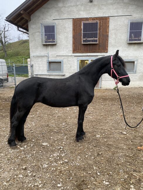 Verkaufe liebevolle Jungstute, Friedhelm Hanusch , Horses For Sale, Feldkirchen, Image 4