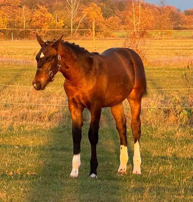 Verkaufe hübschen Sächsisch-Thüringer Schweren Warmbluthengstfohlen, Stefanie Charstedt , Horses For Sale, Groß Kreutz (havel), Image 3