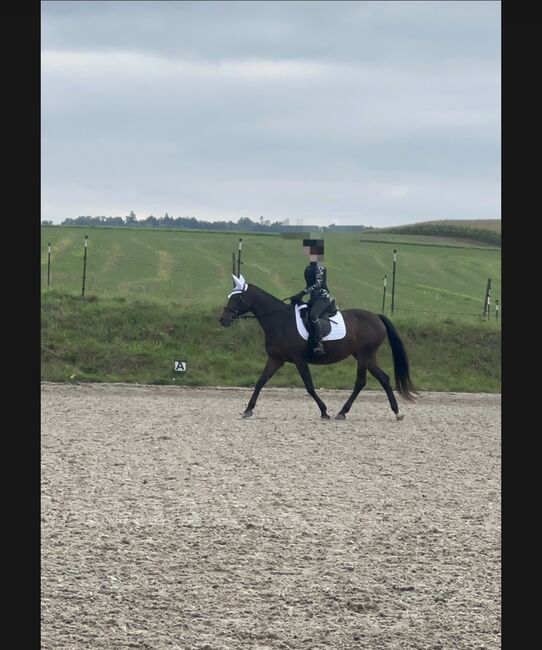 Verkaufe wunderschöne KWPN Stute, Janina , Horses For Sale, Heilbronn