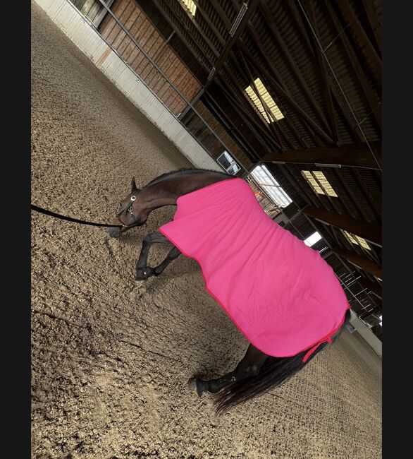 Verkaufe wunderschöne KWPN Stute, Janina , Horses For Sale, Heilbronn, Image 3