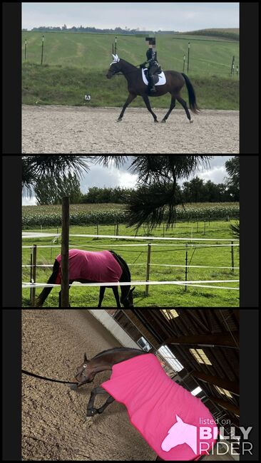 Verkaufe wunderschöne KWPN Stute, Janina , Horses For Sale, Heilbronn, Image 4