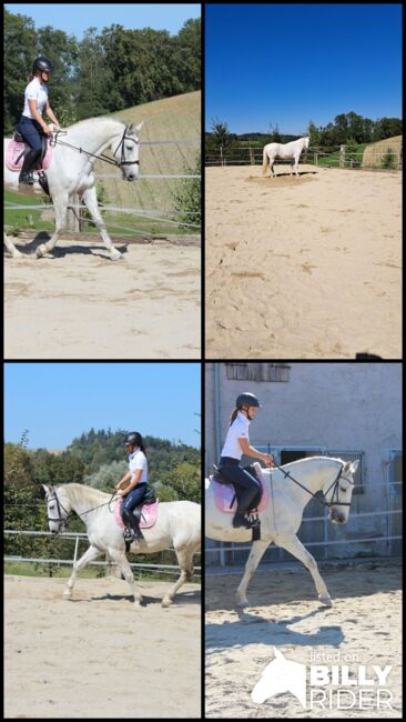 Verkaufe hübsche Lippizanermixstute, Kerstin , Horses For Sale, Meggenhofen, Image 5