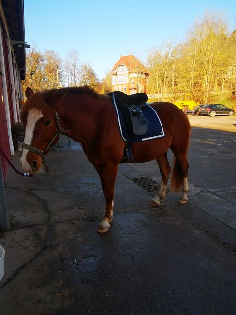 Verkaufe Wanderreitsattel, Massimo tölt 2, Saskia , Endurance Saddle, Römhild 