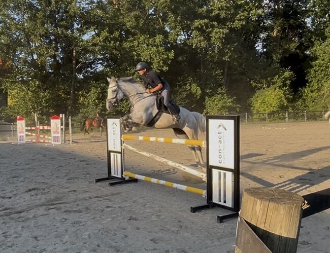 Verkaufe Schimmelwallach mit viel Potential, Bianca Neubauer , Horses For Sale, Leibnitz, Image 4