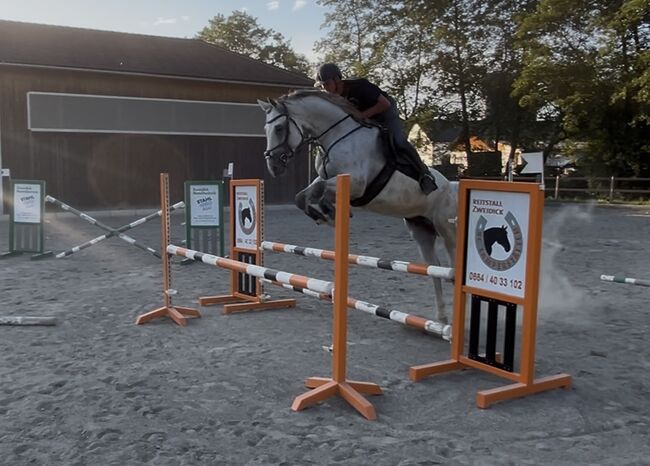 Verkaufe Schimmelwallach mit viel Potential, Bianca Neubauer , Horses For Sale, Leibnitz, Image 3