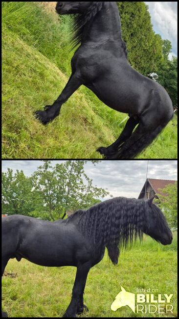 Verkaufe sehr Braven Friesen Hengst, Leon , Horses For Sale, Scheibbs, Image 3