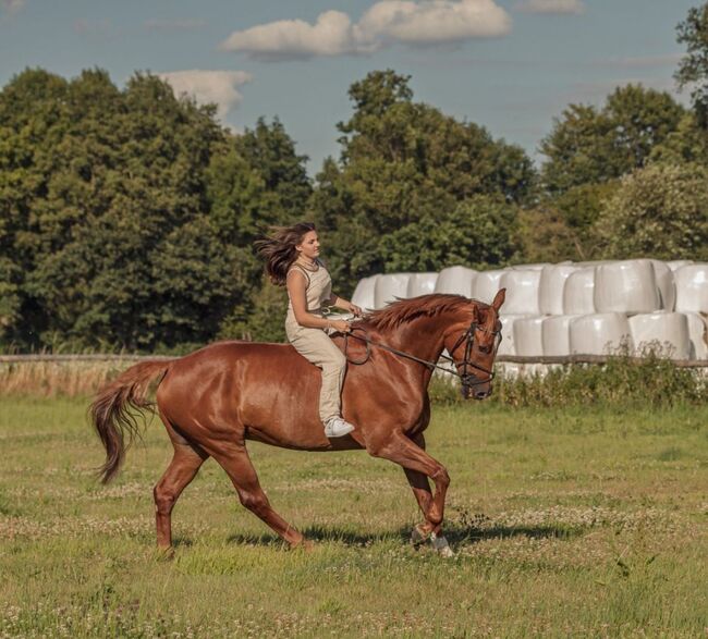 Lehrmeister Familienpferd, Monika Matheisen , Horses For Sale, Grevenbroich, Image 4