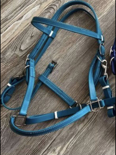 Teal and turquoise bio halter/bridle, Sabrina pinkham , Bridles & Headstalls, Radcliff 