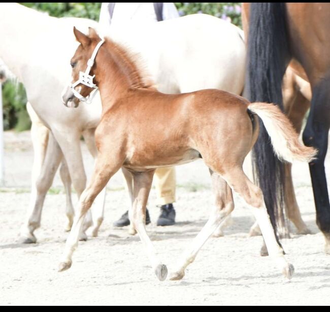 Tears of Phoenix -zukünftiges Kinderpony- österreischischer Reitpony Hengst, Lisa Marie Pfleger, Pferd kaufen, Unterloitzenberg, Abbildung 3