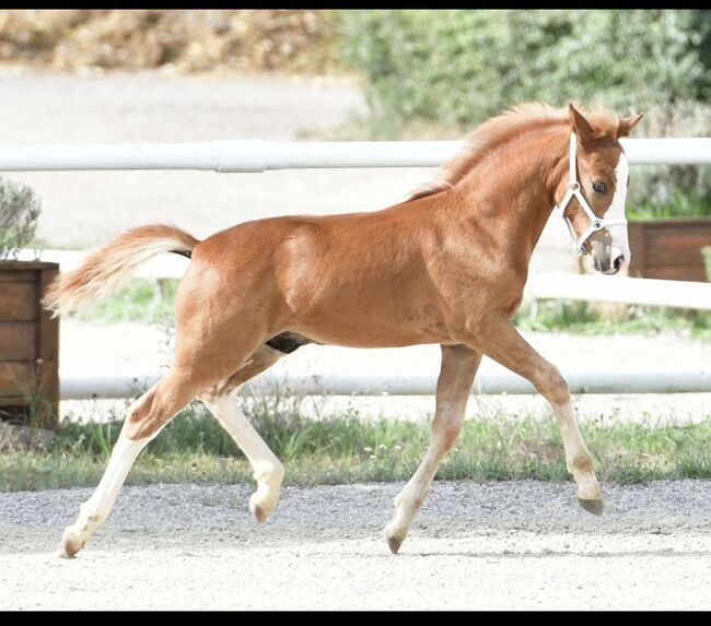 Tears of Phoenix -zukünftiges Kinderpony- österreischischer Reitpony Hengst, Lisa Marie Pfleger, Horses For Sale, Unterloitzenberg