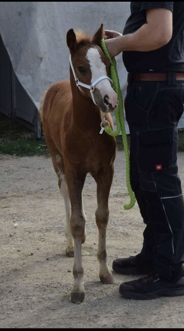Tears of Phoenix -zukünftiges Kinderpony- österreischischer Reitpony Hengst, Lisa Marie Pfleger, Horses For Sale, Unterloitzenberg, Image 4