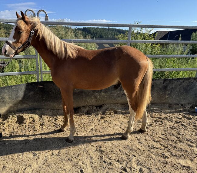 Tears of Phoenix -zukünftiges Kinderpony- österreischischer Reitpony Hengst, Lisa Marie Pfleger, Horses For Sale, Unterloitzenberg, Image 5