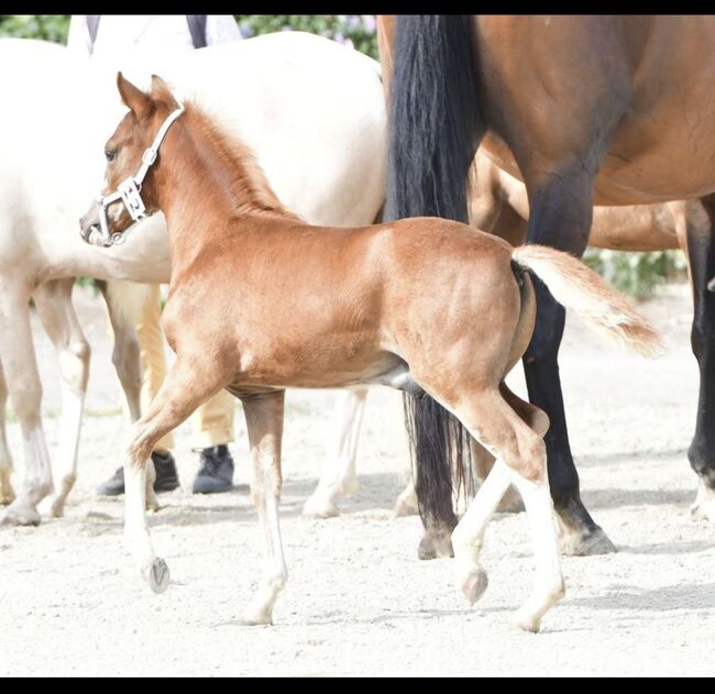 Tears of Phoenix -zukünftiges Kinderpony- österreischischer Reitpony Hengst, Lisa Marie Pfleger, Horses For Sale, Unterloitzenberg, Image 6