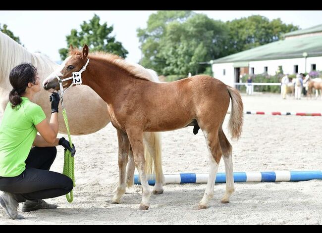 Tears of Phoenix -zukünftiges Kinderpony- österreischischer Reitpony Hengst, Lisa Marie Pfleger, Horses For Sale, Unterloitzenberg, Image 7