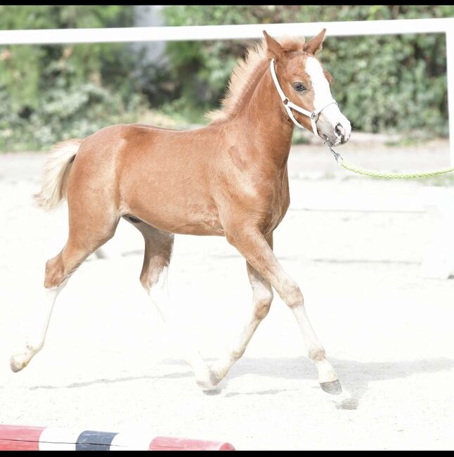 Tears of Phoenix -zukünftiges Kinderpony- österreischischer Reitpony Hengst, Lisa Marie Pfleger, Horses For Sale, Unterloitzenberg, Image 9
