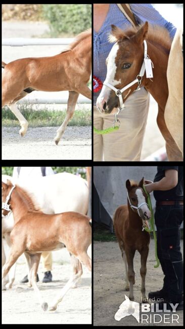 Tears of Phoenix -zukünftiges Kinderpony- österreischischer Reitpony Hengst, Lisa Marie Pfleger, Horses For Sale, Unterloitzenberg, Image 12