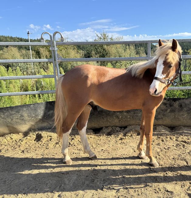 Tears of Phoenix -zukünftiges Kinderpony- österreischischer Reitpony Hengst, Lisa Marie Pfleger, Horses For Sale, Unterloitzenberg, Image 10