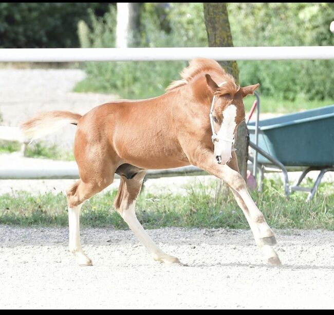 Tears of Phoenix -zukünftiges Kinderpony- österreischischer Reitpony Hengst, Lisa Marie Pfleger, Horses For Sale, Unterloitzenberg, Image 11