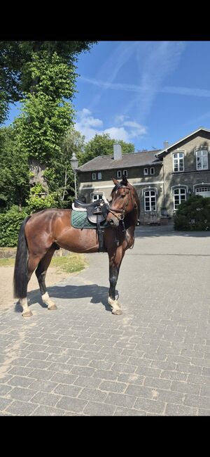 Tech1 Springsattel 18 Zoll, Tech1, Laura Glewe , Jumping Saddle, Groß Grönau