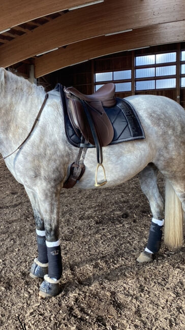 Tekna Dressursattel Braun, Tekna S line, Denise Schrodek, Dressage Saddle, Regen