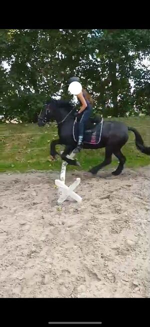 Therapie Kinderpony, B.M., Konie na sprzedaż, Großheide, Image 4