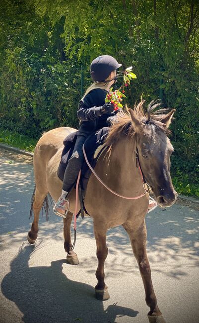 Therapie/ Gelände/ HippoliniPony, Kerstin , Konie na sprzedaż, Weil am Rhein, Image 4