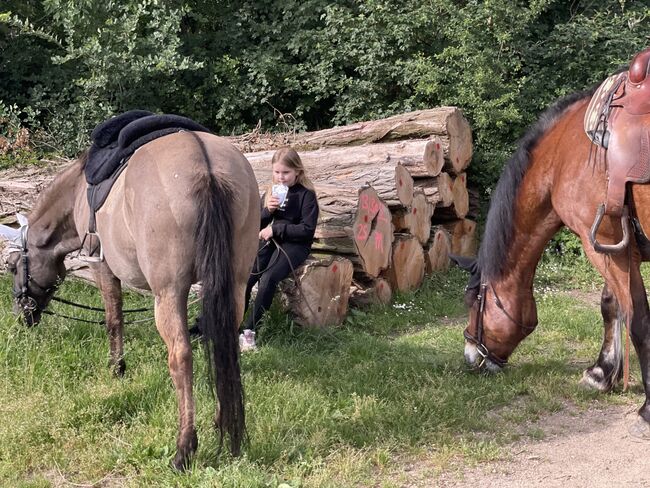 Therapie/ Gelände/ HippoliniPony, Kerstin , Konie na sprzedaż, Weil am Rhein, Image 5