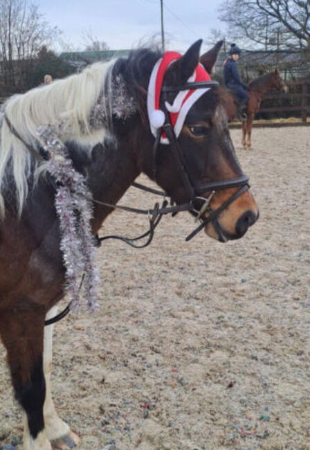 Terry-Dartmoor X pony, Niamh, Horses For Sale, Lancing 