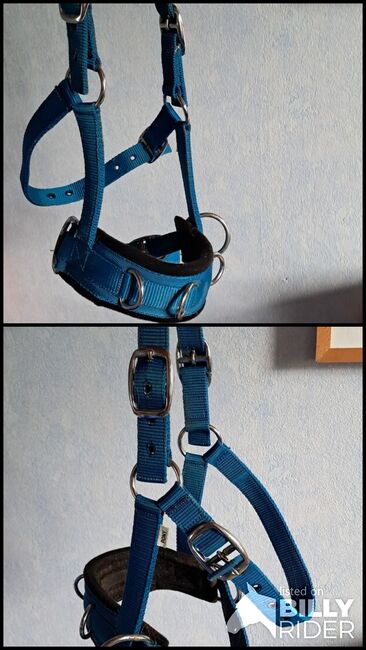 Kappzaun textil, Tina, Lunging, Frankenthal (Pfalz), Image 3