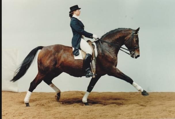 TG Samen von Marlo - (Holst Stamm 749), die ersten 5 Stuten die Portion für 50 Euro, Markus Schneider , Horses For Sale, Gemünden 