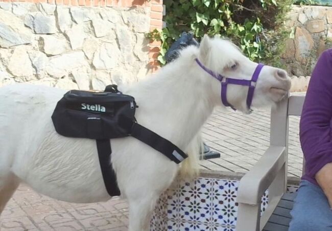 therapy miniature horse with experience, Eva, Pferd kaufen, Alicante