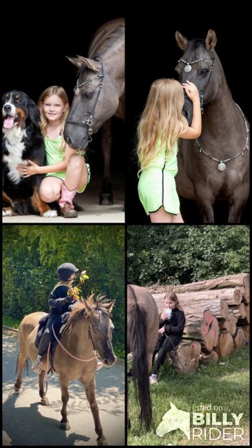 Therapie/ Gelände/ HippoliniPony, Kerstin , Horses For Sale, Weil am Rhein, Image 8