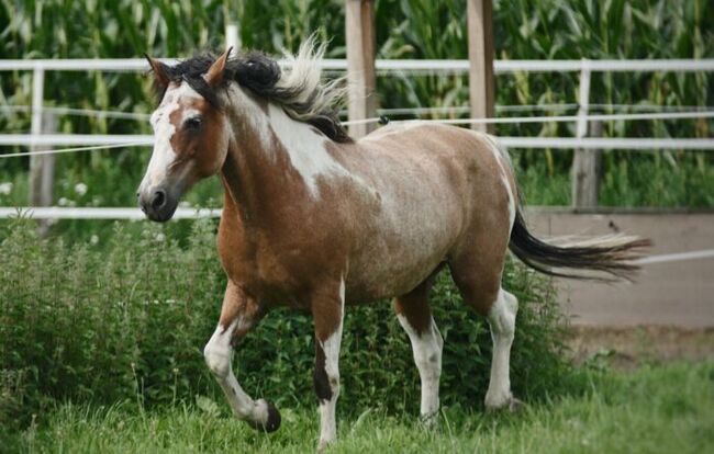 #therapyhorse #superspecialbreed, WOW Pferd  (WOW Pferd), Horses For Sale, Bayern - Attenkirchen, Image 4