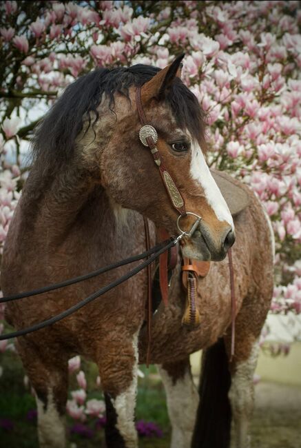 #therapyhorse #superspecialbreed, WOW Pferd  (WOW Pferd), Konie na sprzedaż, Bayern - Attenkirchen, Image 3