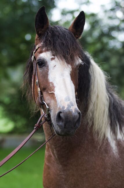 #therapyhorse #superspecialbreed, WOW Pferd  (WOW Pferd), Konie na sprzedaż, Bayern - Attenkirchen, Image 2