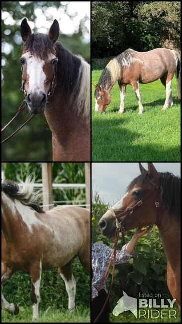 #therapyhorse #superspecialbreed, WOW Pferd  (WOW Pferd), Konie na sprzedaż, Bayern - Attenkirchen, Image 11