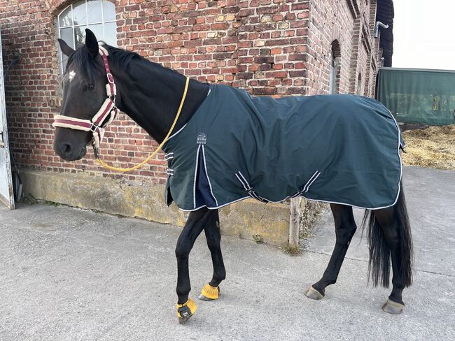 Regendecke Thermomaster, Thermomaster, Susanne Bröker, Horse Blankets, Sheets & Coolers, Bad Honnef, Image 2