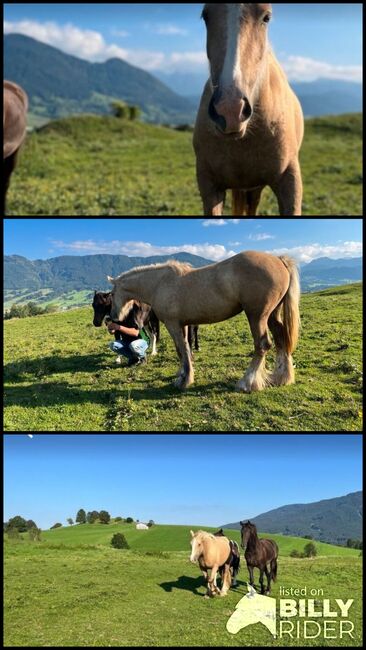 Thinker Stute 2j, Sunny, Horses For Sale, Reutte, Image 4