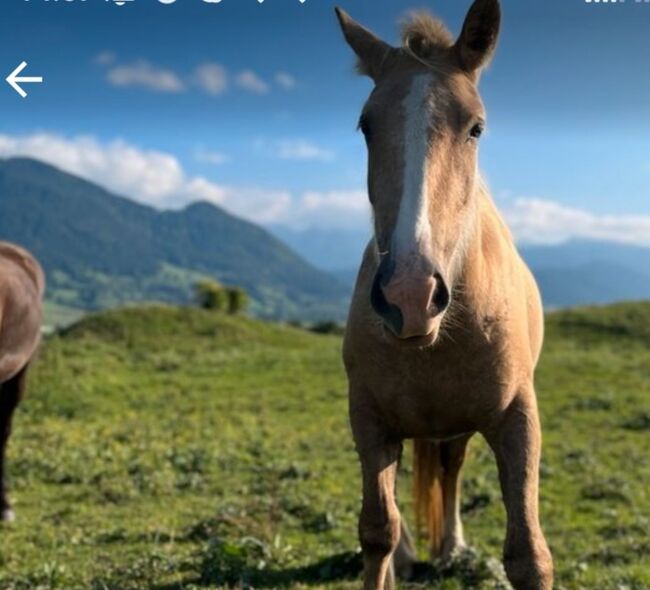 Thinker Stute 2j, Sunny, Horses For Sale, Reutte