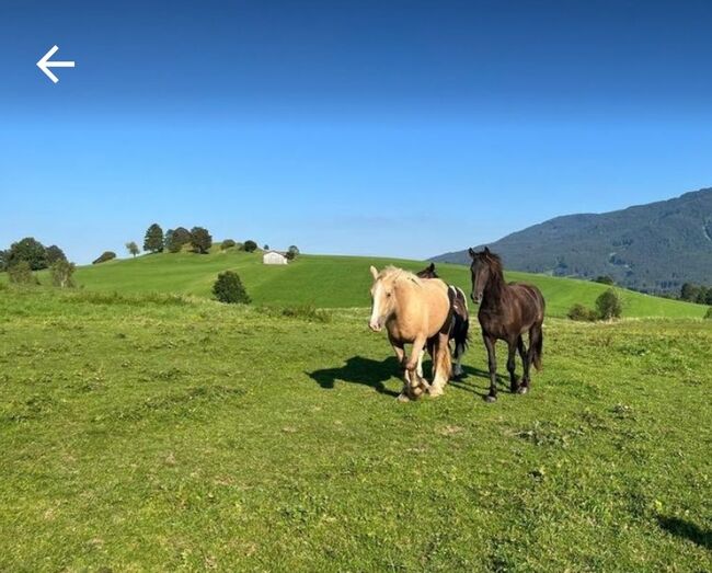 Thinker Stute 2j, Sunny, Horses For Sale, Reutte, Image 3