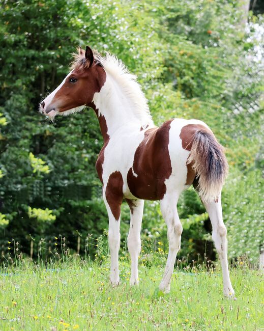 diesjährige Hengstfohlen, Eva, Horses For Sale, Strmilov, Image 2