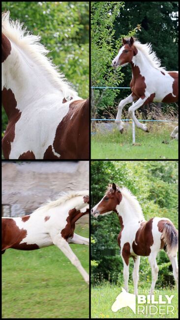 diesjährige Hengstfohlen, Eva, Horses For Sale, Strmilov, Image 7