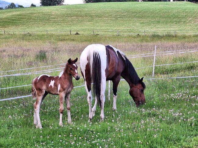 Vollblutaraber Finn, Michael Macheiner, Horses For Sale, 8822 Mühlen, Image 6