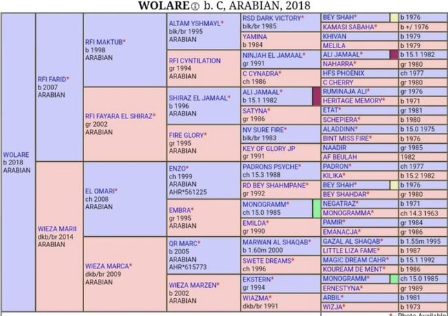 Vollblut Araber Fohlen(6000€ nur bis Ende monat), Anahita , Horses For Sale, Ustersbach, Image 8