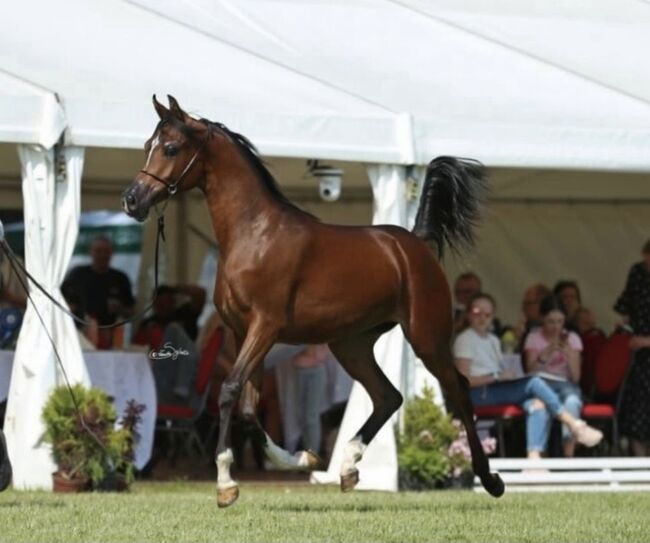 Vollblut Araber Fohlen, Anahita , Horses For Sale, Ustersbach, Image 4