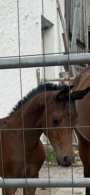 Vollblut Araber Fohlen, Anahita , Horses For Sale, Ustersbach, Image 7