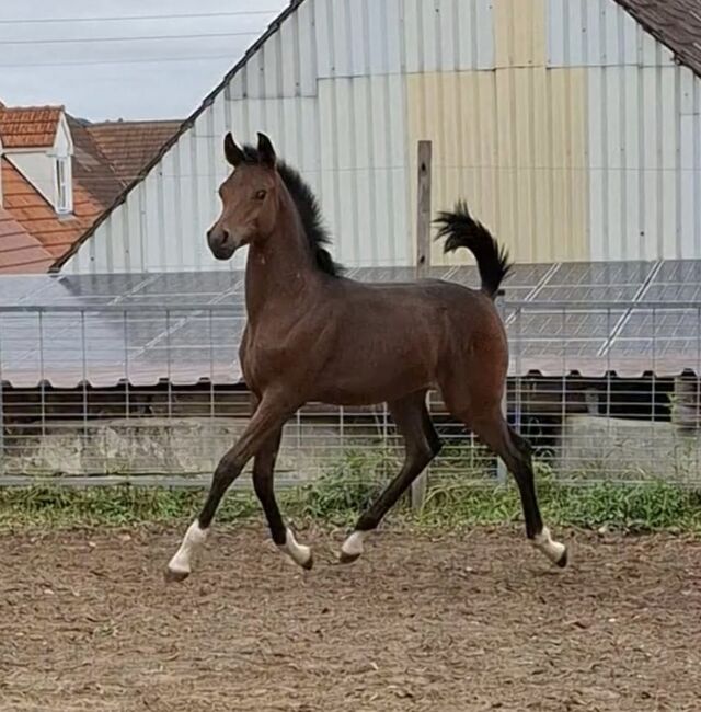 Vollblut Araber Fohlen, Motamedi , Horses For Sale, Ustersbach