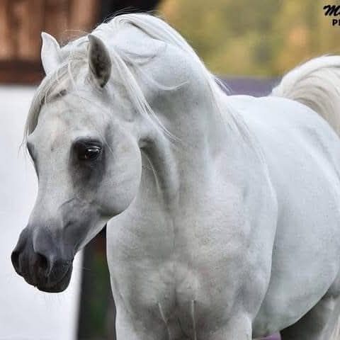 Vollblutaraber Wallach 13 Jahre, Maria , Horses For Sale, Ternberg